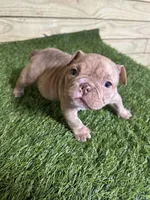 Rosie, a female American Bully for sale in Elora, TN – Photo 1 of 4