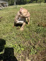 Rosie, a female American Bully for sale in Elora, TN – 3 of 3