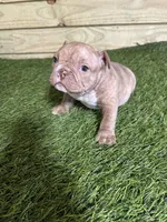 Rosie, a female American Bully for sale in Elora, TN – Photo 2 of 4