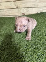 Rosie, a female American Bully for sale in Elora, TN – Photo 4 of 4