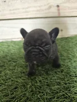 Buddy, a male French Bulldog for sale in Elora, TN – Photo 5 of 7