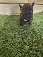 Buddy, a male French Bulldog for sale in Elora, TN – Photo 7 of 7