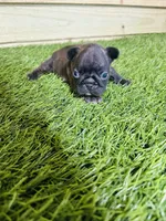 Buddy, a male French Bulldog for sale in Elora, TN – Photo 1 of 7