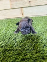 Buddy, a male French Bulldog for sale in Elora, TN – Photo 2 of 7