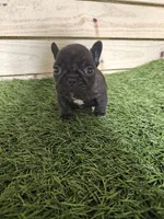 Buddy, a male French Bulldog for sale in Elora, TN – Photo 6 of 7