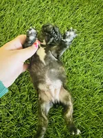 Buddy, a male French Bulldog for sale in Elora, TN – Photo 4 of 7