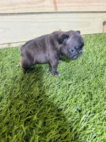 Buddy, a male French Bulldog for sale in Elora, TN – Photo 3 of 7