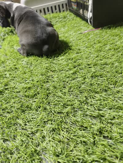 Black and white , a female American Bully for sale in Elora, TN – 2 of 2