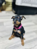 Lucy, a female Miniature Pinscher for sale in Elora, TN – Photo 1 of 2