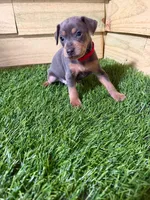 Red boy , a male Miniature Pinscher for sale in Elora, TN – 2 of 2