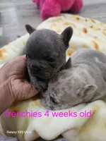 Blue boy , a male French Bulldog for sale in Elora, TN – 5 of 5