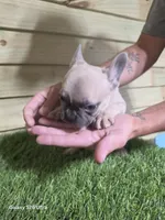 Abby, a female French Bulldog for sale in Elora, TN – 4 of 4