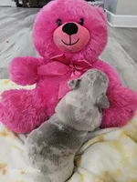 Minnie, a female French Bulldog for sale in Elora, TN – 3 of 4