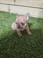 Lily, a female French Bulldog for sale in Elora, TN – Photo 4 of 6