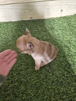 Lily, a female French Bulldog for sale in Elora, TN – Photo 6 of 6