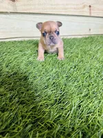 Lily, a female French Bulldog for sale in Elora, TN – Photo 1 of 6
