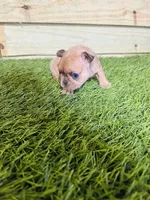 Lily, a female French Bulldog for sale in Elora, TN – Photo 3 of 6