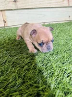 Lily, a female French Bulldog for sale in Elora, TN – Photo 2 of 6