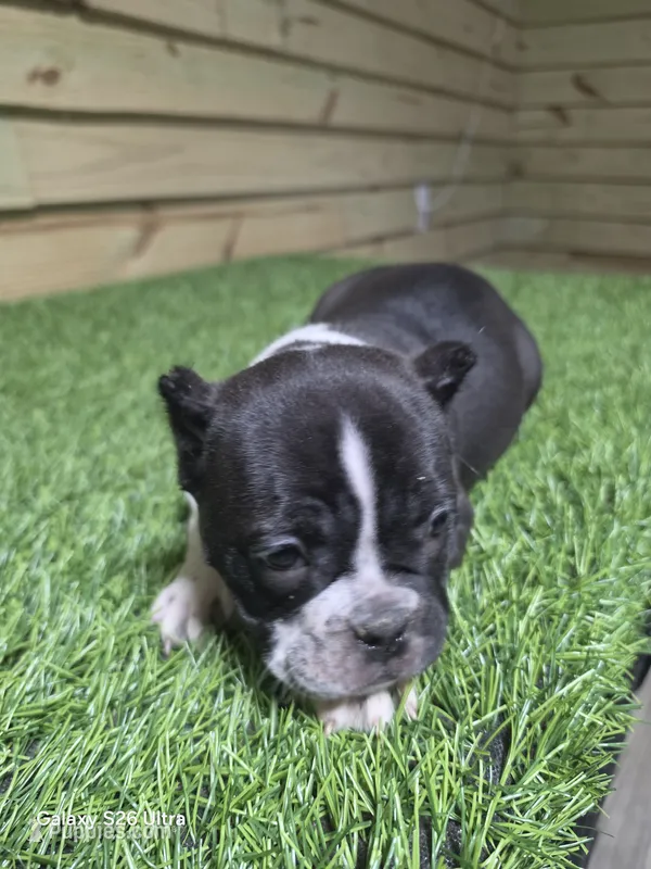 Black and white  – American Bully puppy for sale in Elora, TN