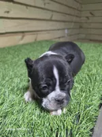 Black and white , a female American Bully for sale in Elora, TN – 1 of 2