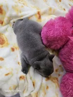 Blue boy , a male French Bulldog for sale in Elora, TN – 4 of 5