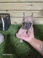 Abby, a female French Bulldog for sale in Elora, TN – 1 of 4