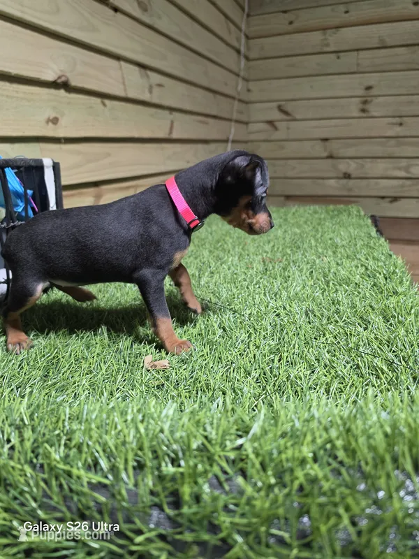 Pink girl  – Miniature Pinscher puppy for sale in Elora, TN