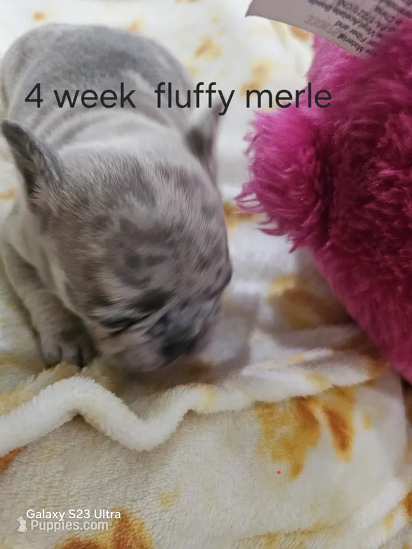 Minnie – French Bulldog puppy for sale in Elora, TN