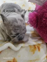Minnie, a female French Bulldog for sale in Elora, TN – 1 of 4