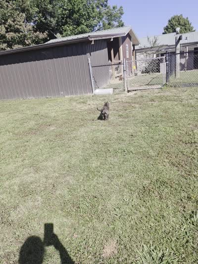 Girl brindle , a female American Bully for sale in Elora, TN – 3 of 6