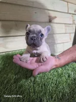 Abby, a female French Bulldog for sale in Elora, TN – 3 of 4
