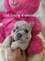 Minnie, a female French Bulldog for sale in Elora, TN – 2 of 4