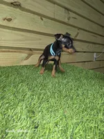 Light blue girl , a female Miniature Pinscher for sale in Elora, TN – 2 of 2