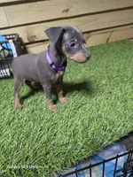 Purple girl , a female Miniature Pinscher for sale in Elora, TN – 2 of 2