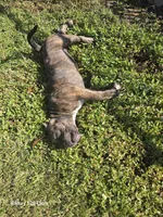 Girl brindle , a female American Bully for sale in Elora, TN – 2 of 6