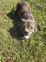 Girl brindle , a female American Bully for sale in Elora, TN – 6 of 6