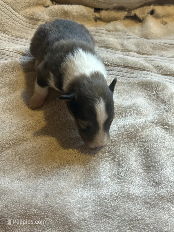 Lady Luck – Shetland Sheepdog puppy for sale in Gladys, VA