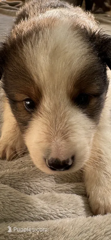 Prince – Shetland Sheepdog puppy for sale in Gladys, VA