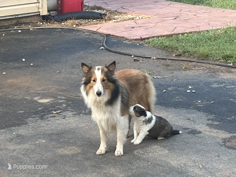 Prince – Shetland Sheepdog puppy for sale in Gladys, VA