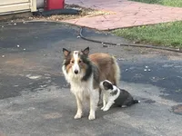 Prince, a male Shetland Sheepdog for sale in Gladys, VA – 1 of 1