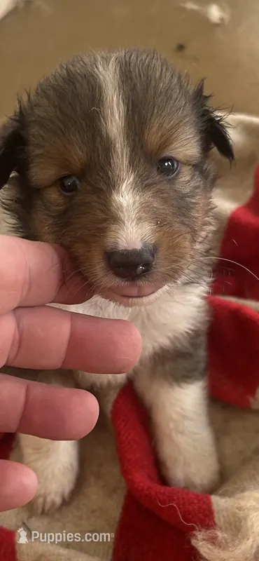 Prince # 2 – Shetland Sheepdog puppy for sale in Gladys, VA