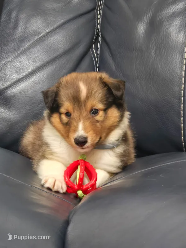 Prince Charles  – Shetland Sheepdog puppy for sale in Gladys, VA