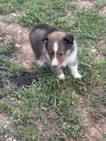 Prince Charles , a male Shetland Sheepdog for sale in Gladys, VA – 6 of 6