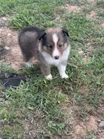 Prince Charles , a male Shetland Sheepdog for sale in Gladys, VA – 5 of 6