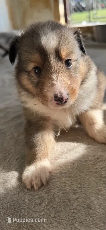 Prince # 2 – Shetland Sheepdog puppy for sale in Gladys, VA