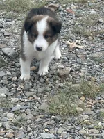 Prince, a male Shetland Sheepdog for sale in Gladys, VA – 2 of 4