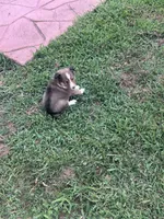 Prince Charles , a male Shetland Sheepdog for sale in Gladys, VA – 3 of 6