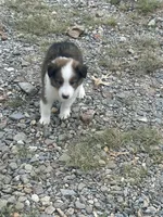 Prince, a male Shetland Sheepdog for sale in Gladys, VA – 3 of 4