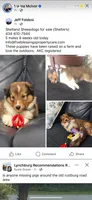 Prince Charming , a male Shetland Sheepdog for sale in Gladys, VA – 3 of 3