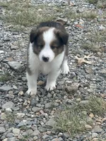 Prince, a male Shetland Sheepdog for sale in Gladys, VA – 1 of 4
